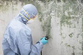 Best Real Estate Mold Inspection in Indian Head Park, IL